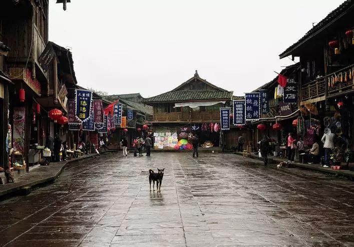 金刚鹦鹉逃生